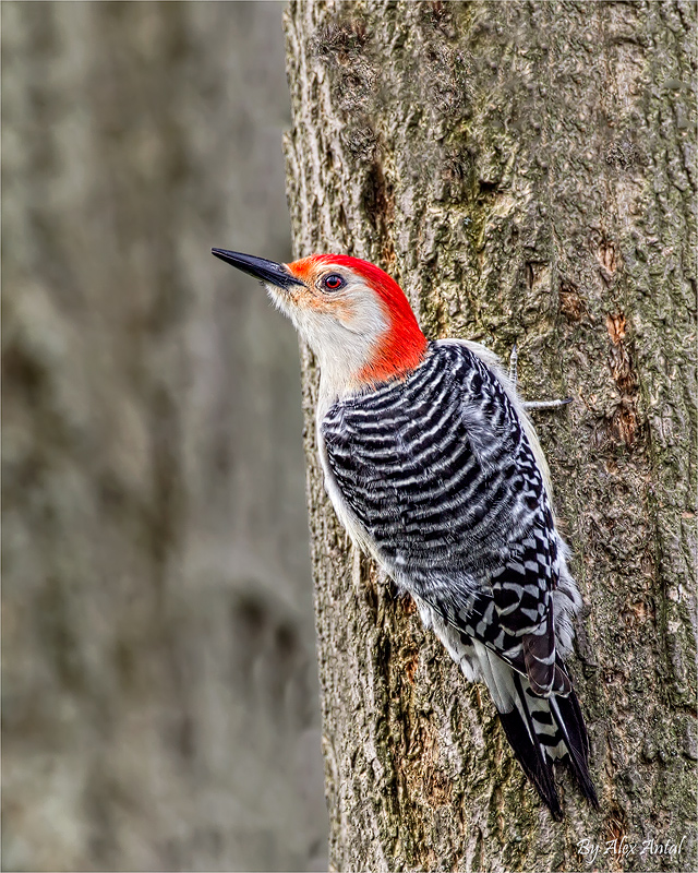 Red-bellied Woodpecker