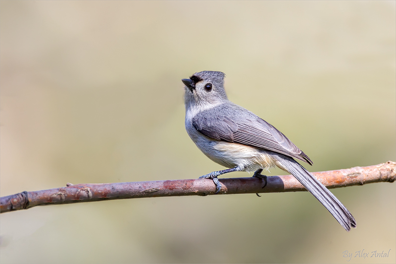 Tufted Titmouse