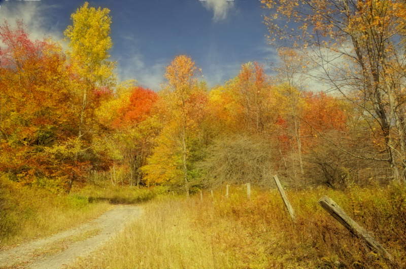 10/10/08 - Autumn Walk