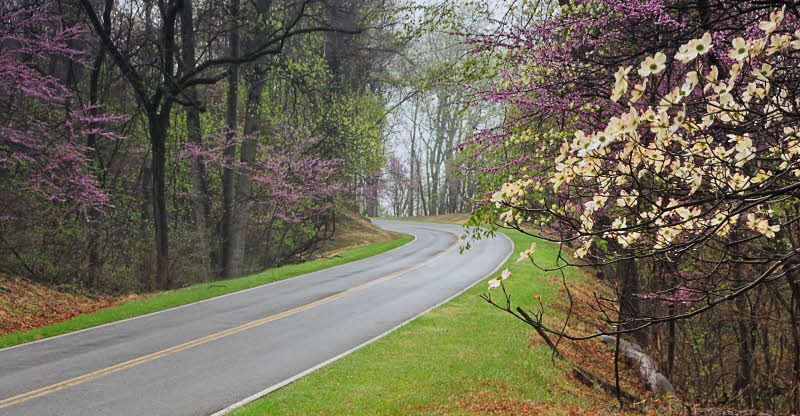 04/21/09 - Dogwoods & Redbuds