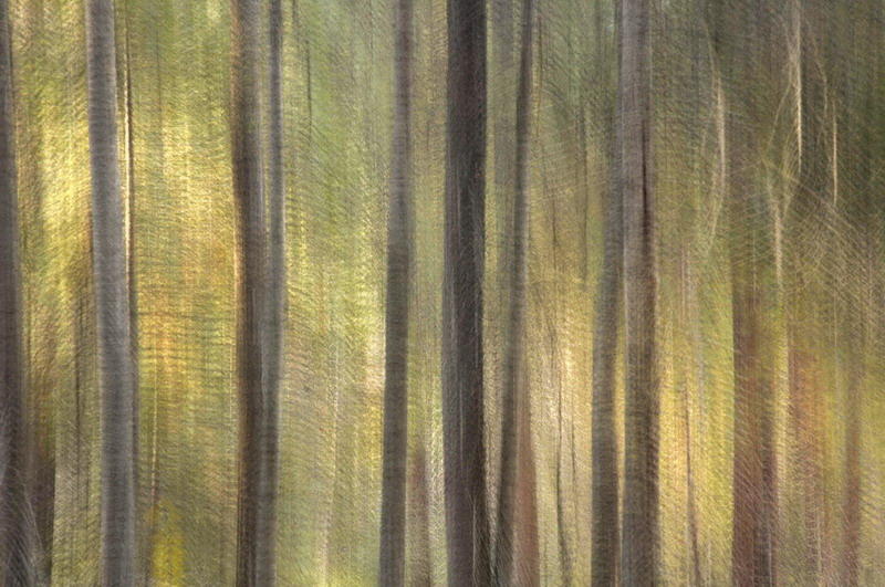 10/22/07 - Woodland Stripes