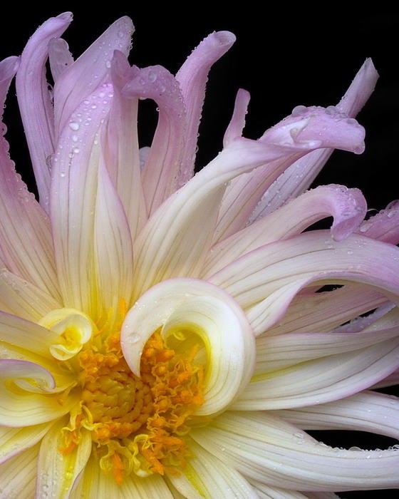 10/26/07 - Another Dahlia