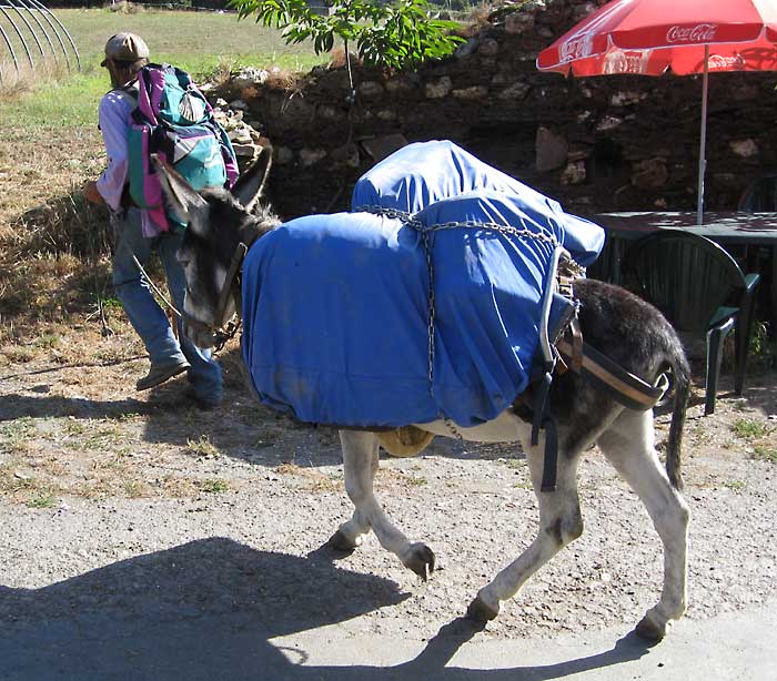 pilgrim with donkey