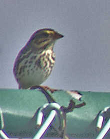 o3/32/51532/1/121821824.quGAvOEj.louisianawaterthrush2.jpg