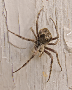 zP1060403 Spider on outdoor wall after Montana chill.jpg