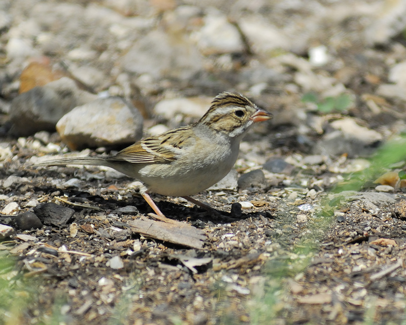 clay-colored sparrow BRD2607.jpg