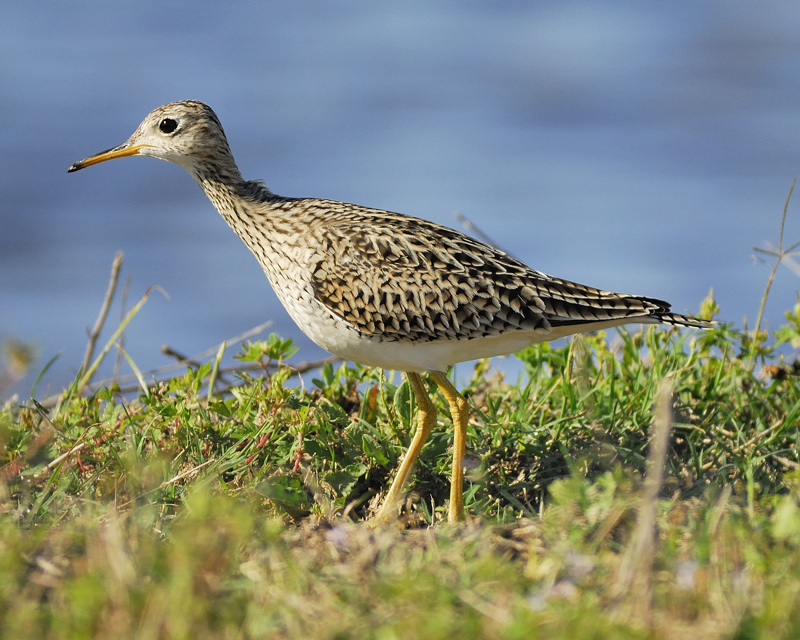 upland sandpiper BRD3828.jpg