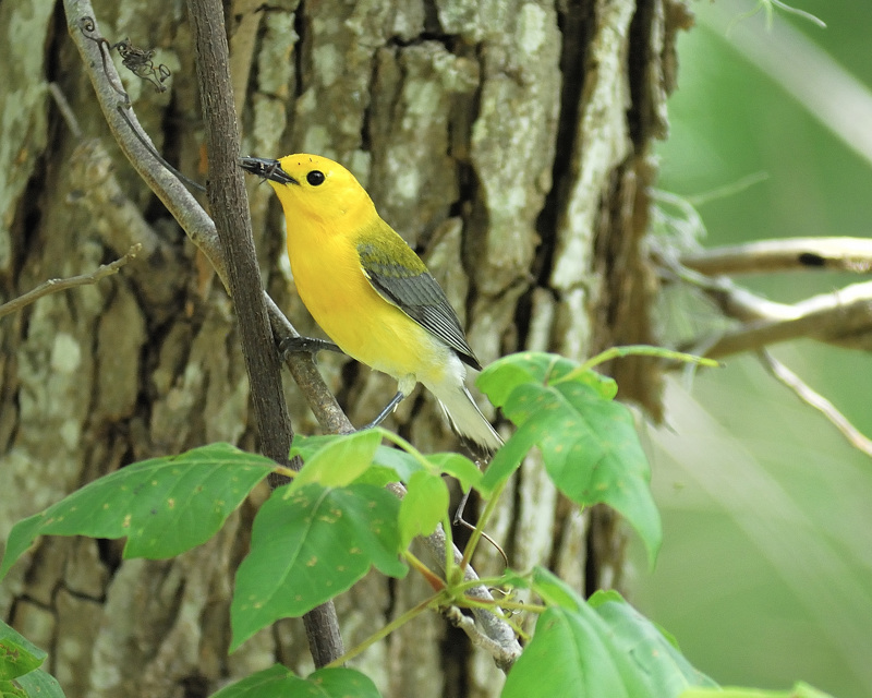 prothonotary warbler BRD4728.jpg