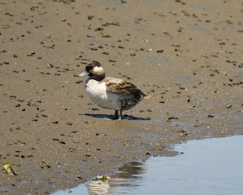 bufflehead BRD4563.jpg