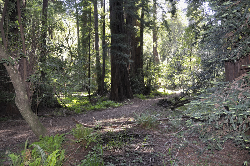 muir woods DSC2949.jpg