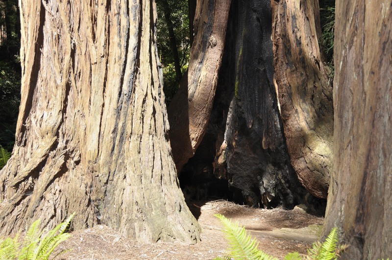 muir woods DSC2964.jpg