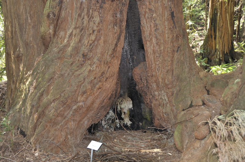 muir woods DSC2970.jpg