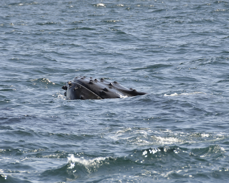 hump-backed whale DSC2270.jpg