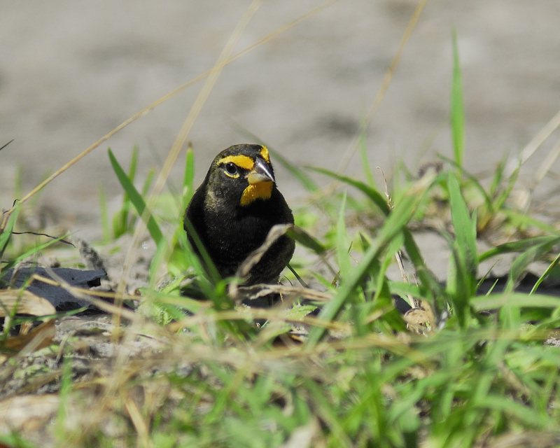 yellow-faced grassquit BRD8030.jpg