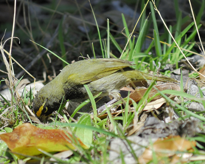 yellow-faced grassquit BRD8134.jpg