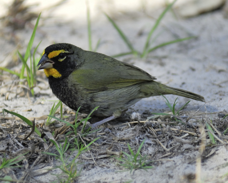 yellow-faced grassquit BRD8236.jpg