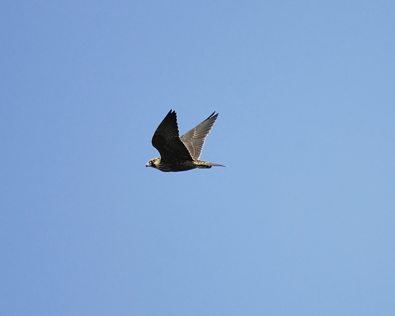 peregrine falcon BRD4433.JPG