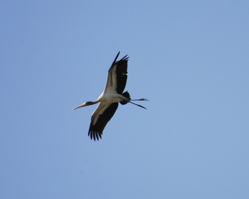 wood stork BRD9463.jpg