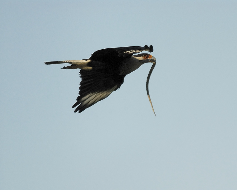 crested caracara SCO7652.jpg