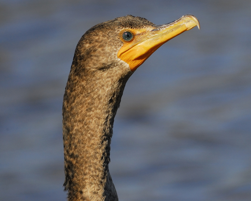 double-crested cormorant BRD2714.jpg
