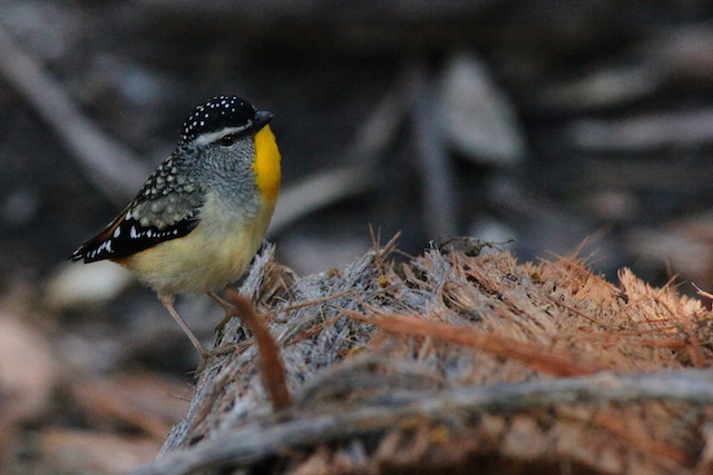 Spotted pardalote_5