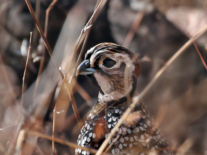 IMG_7367 Montezuma Quail.jpg