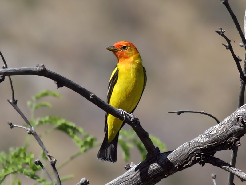 IMG_4328 Western Tanager.jpg