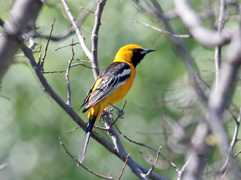 IMG_8181 Hooded Oriole.jpg