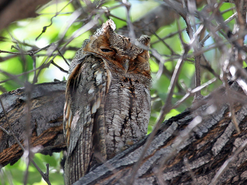 IMG_4847 Flammulated Owl.jpg