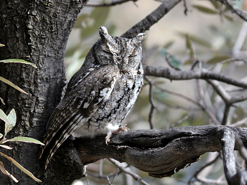 IMG_0344  Western Screech Owl.jpg