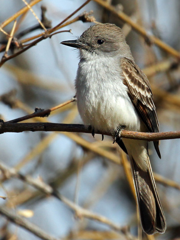 IMG_8910 Dusky-capped Flycatcher.jpg