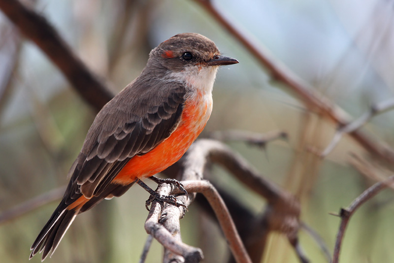 IMG_1562 Vermilion Flycatcher imm male.jpg