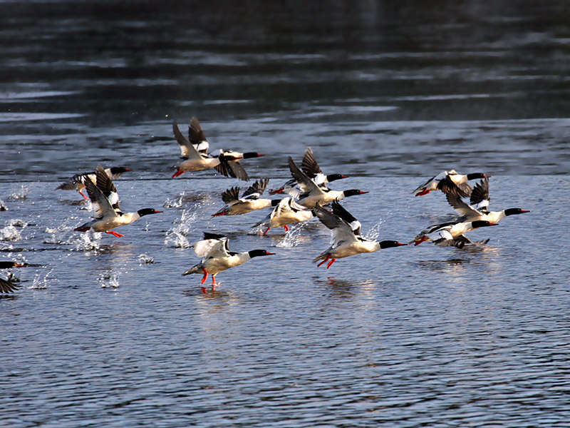 IMG_1956 Mergansers.jpg