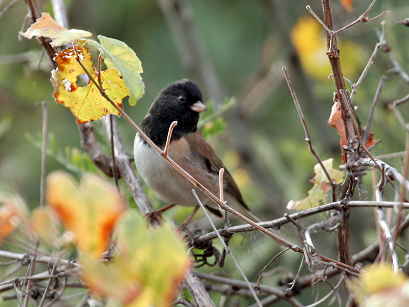 IMG_4435 Oregon Junco.jpg