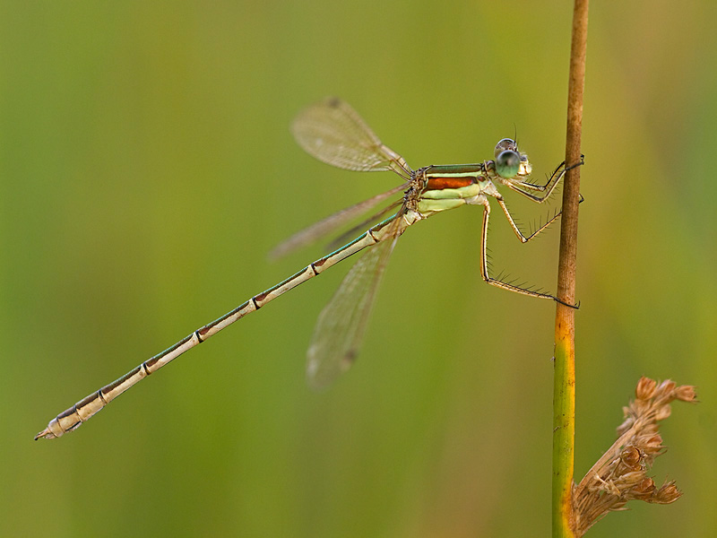 Zwervende pantserjuffer/Lestus barbarus ♂