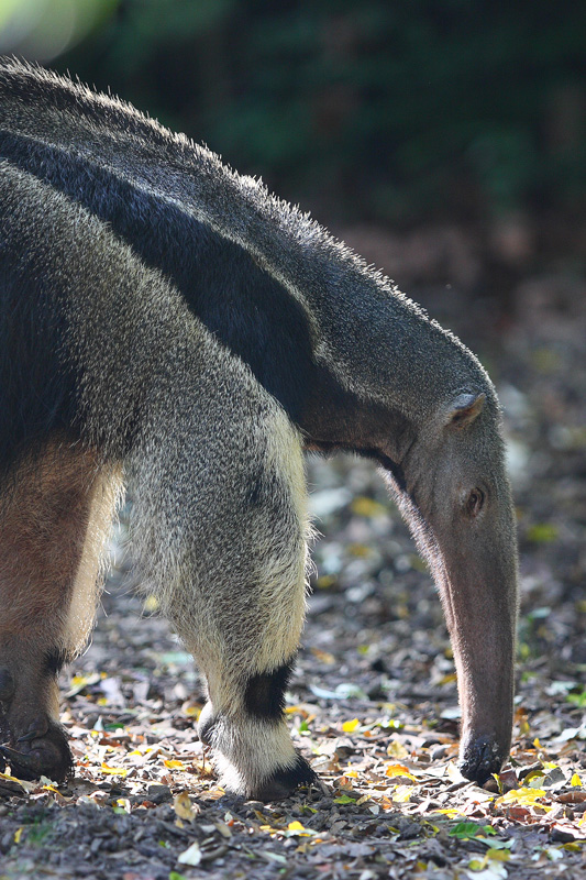 Giant Anteater