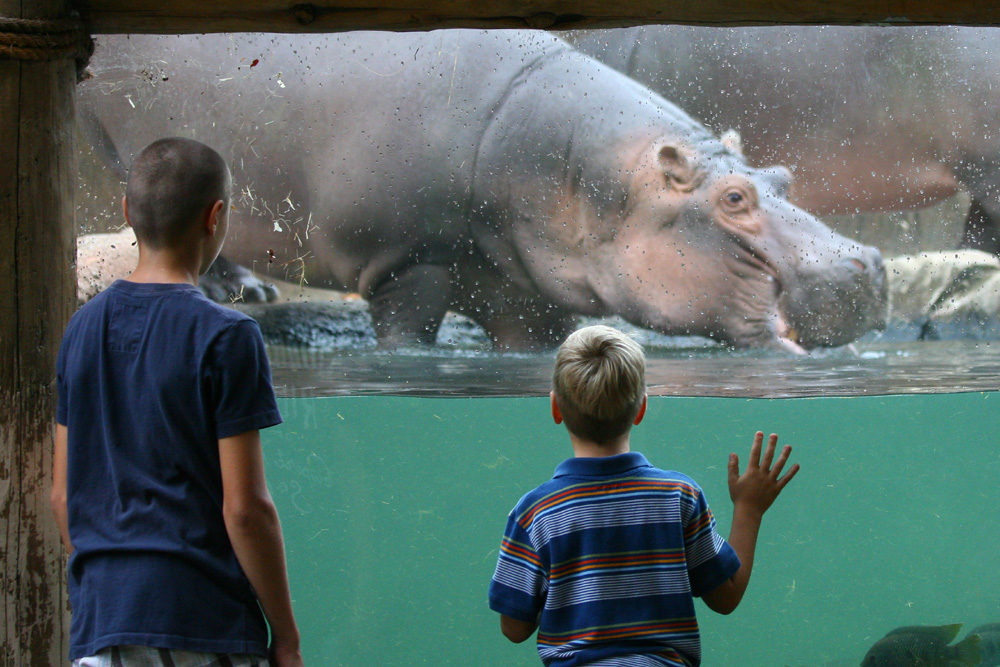 Hippovision