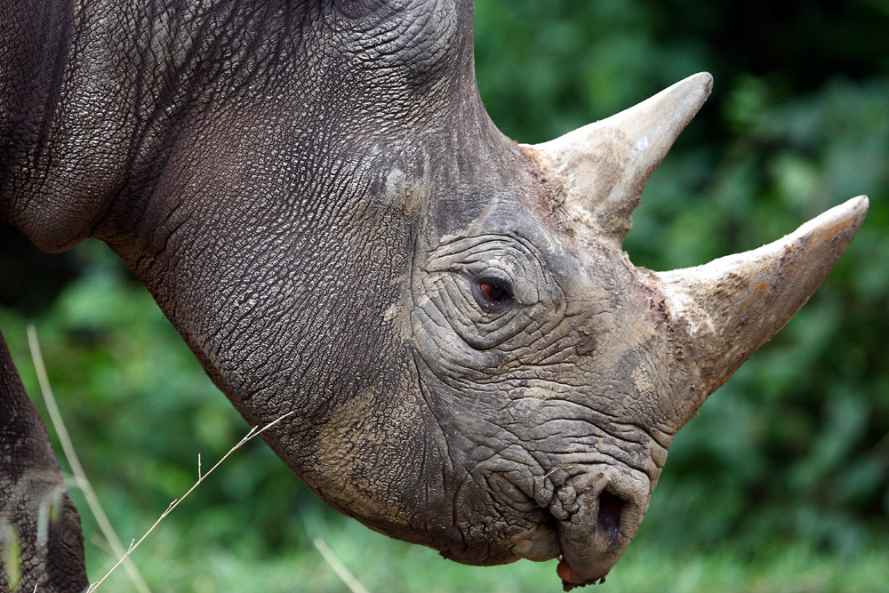 Rhino