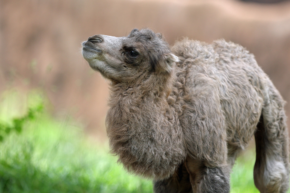 Baby Camel