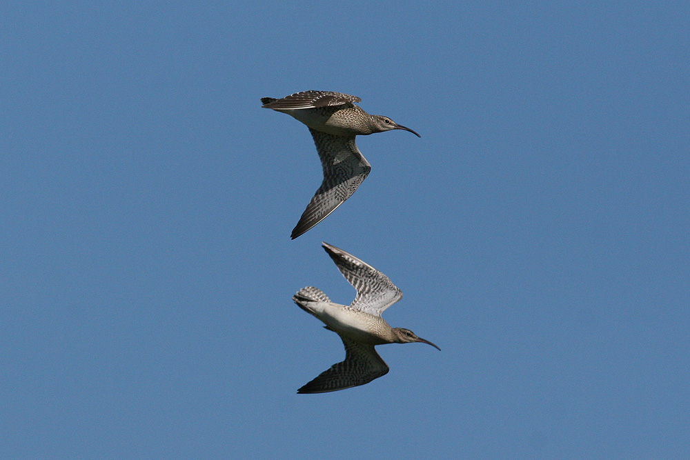 Whimbrel (Numenius p. phaeopus)