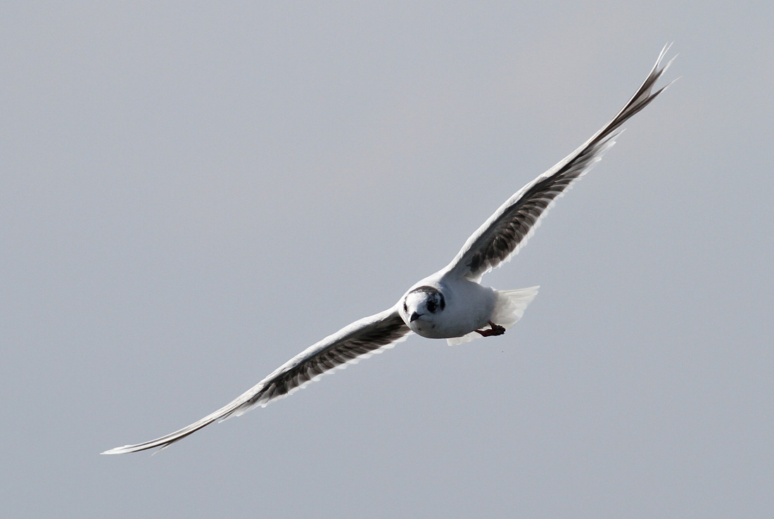 Little Gull (Hydrocoloeus minutus) - dvrgms