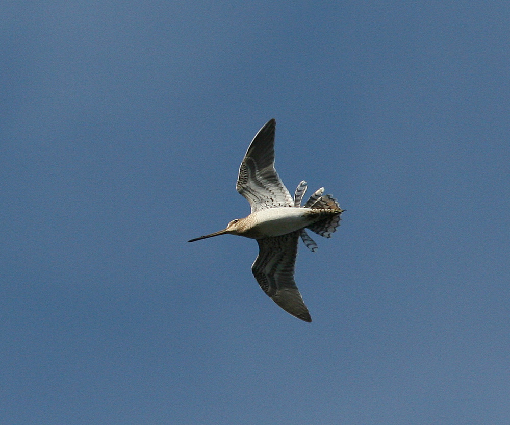 Common Snipe (Gallinago gallinago)