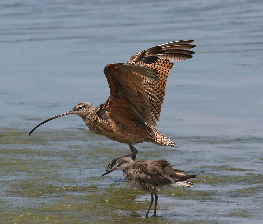 Long-billed Curlew (Numenius americanus) and Willet