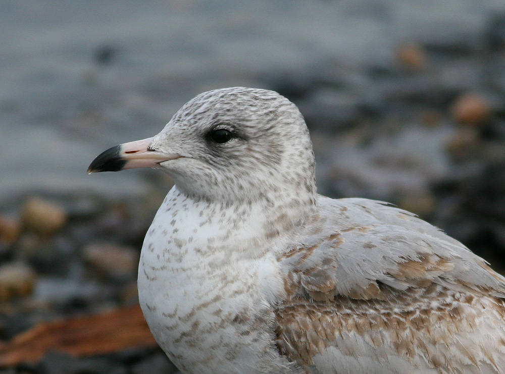 Ring-billed Gull (Larus delawarensis)
