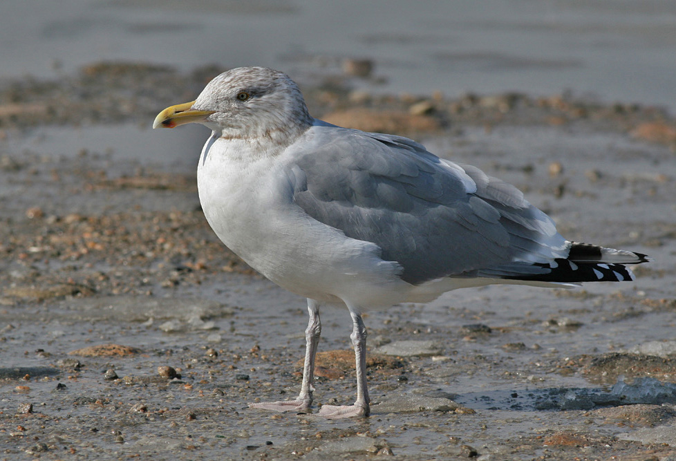 American Herring Gull (Larus smithsonianus)