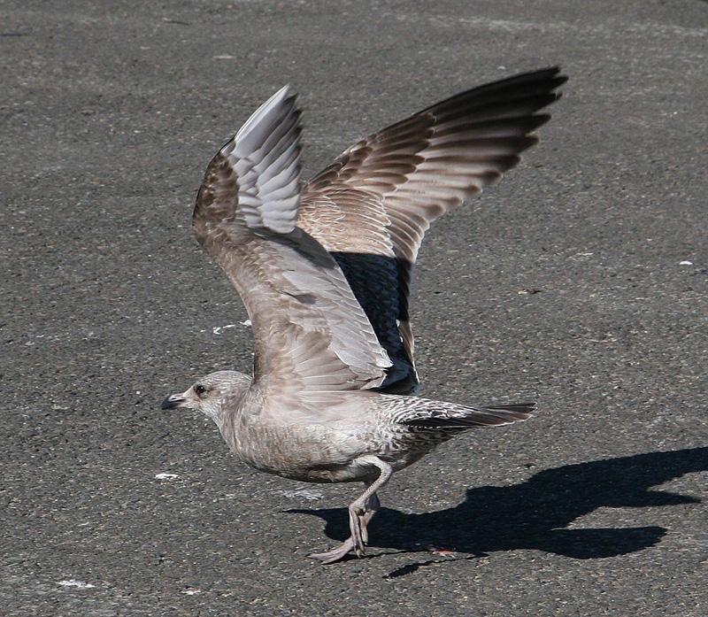 American Herring Gull (Larus smithsonianus)