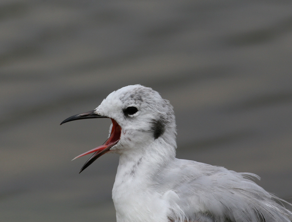 Bonapartes Gull (Larus philadelphia)