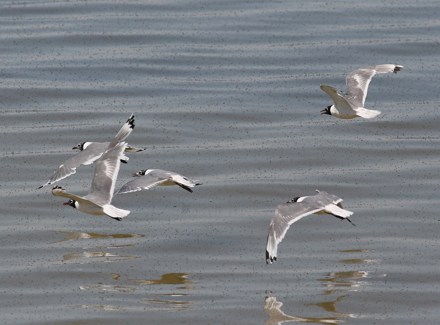 Franklins Gull (Larus pipixcan)