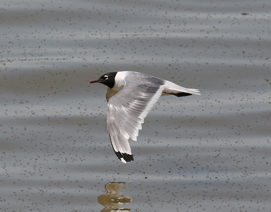 Franklins Gull (Larus pipixcan)