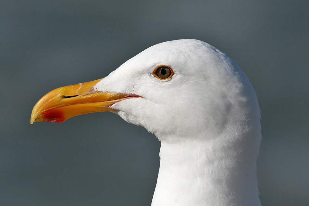Western Gull (Larus occidentalis)